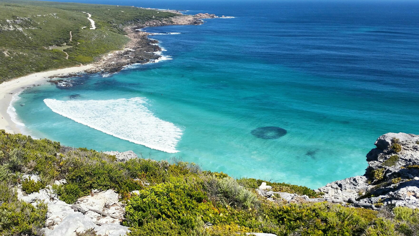 School of Australian salmon at Contos