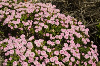 Margaret River orchids and wildflowers