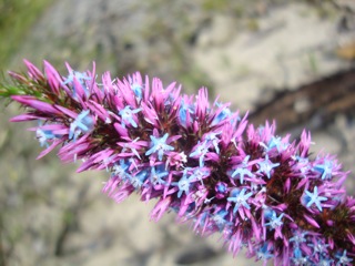 Blooming soon: wildflower season in Margaret River