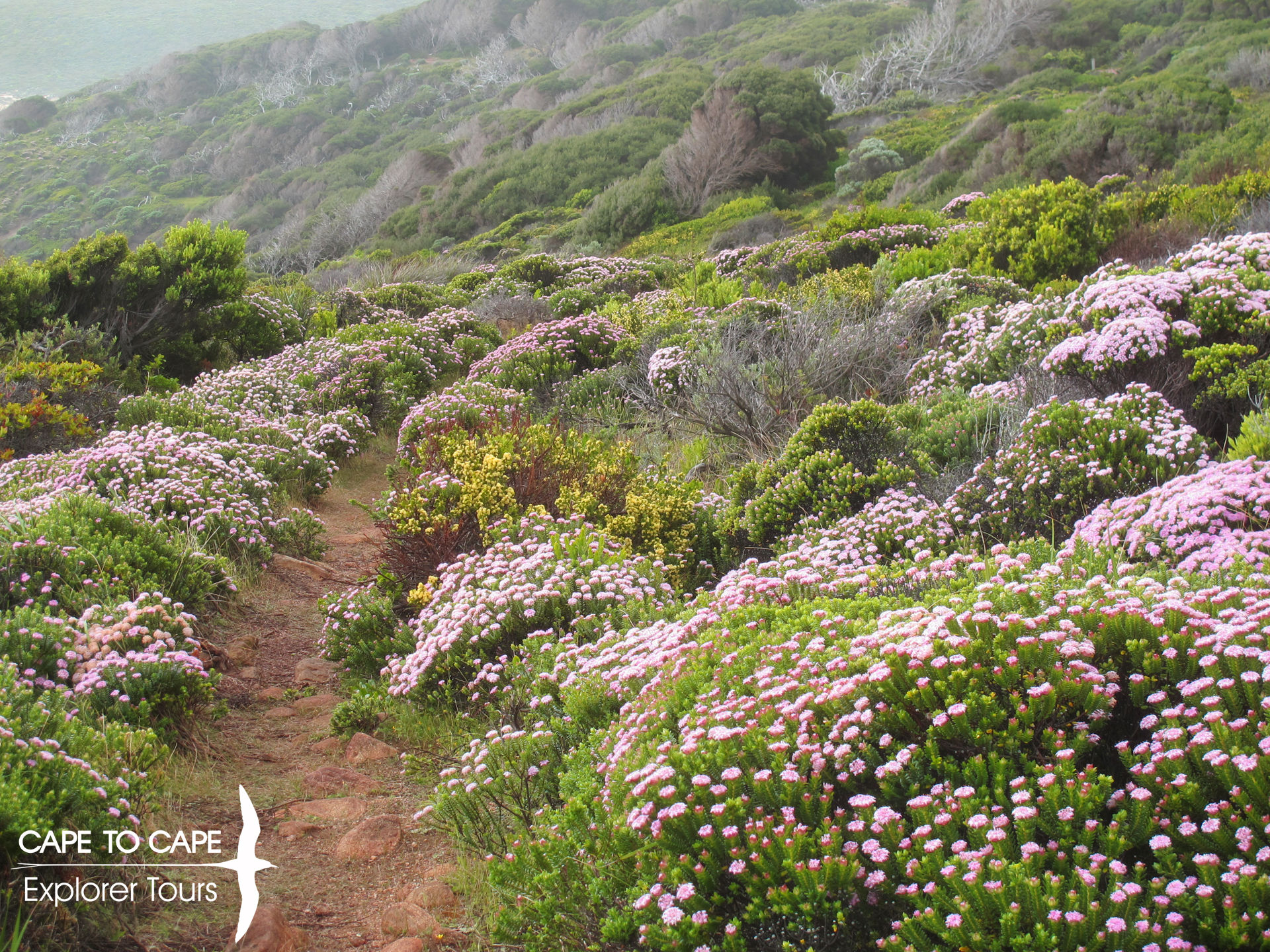 flora on the Cape to Cape Track