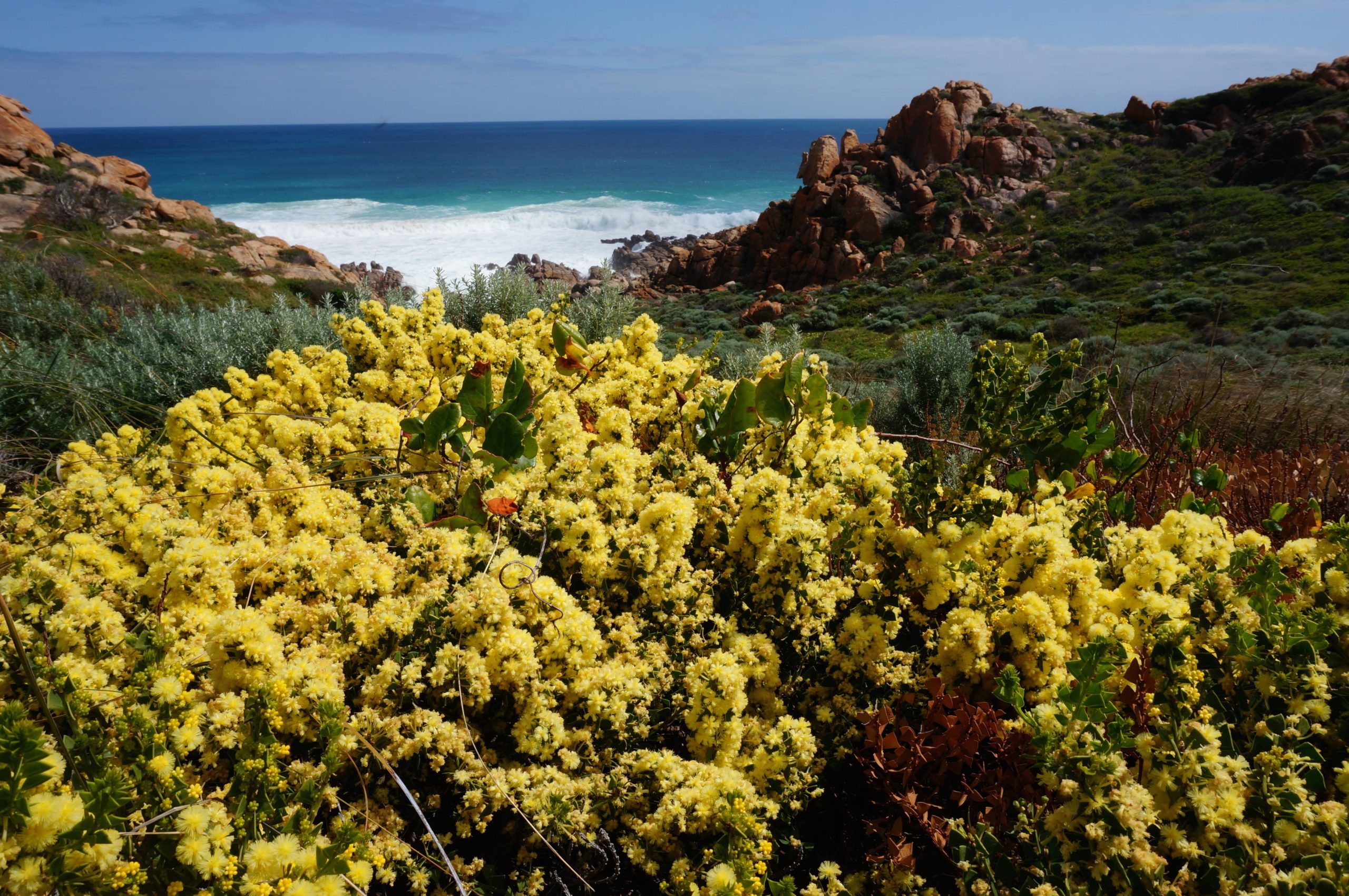 flora on Cape to Cape Track