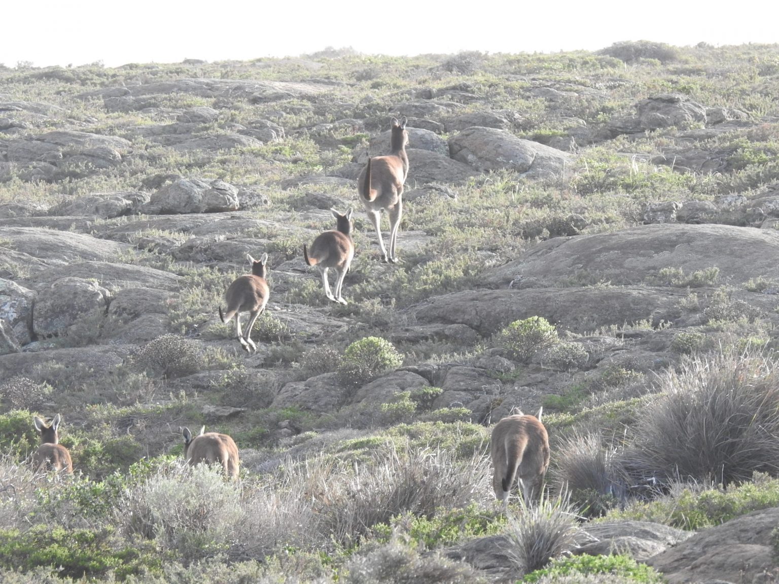 Animals aplenty on Margaret River's Cape to Cape walk - Cape to Cape ...