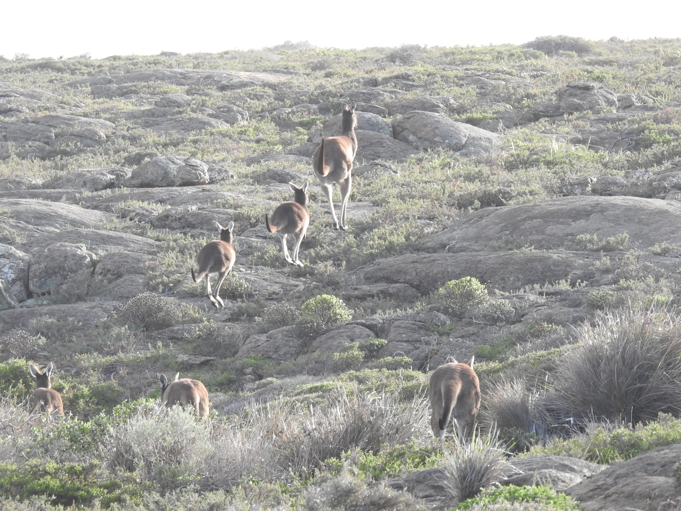 fauna on Cape to Cape Track