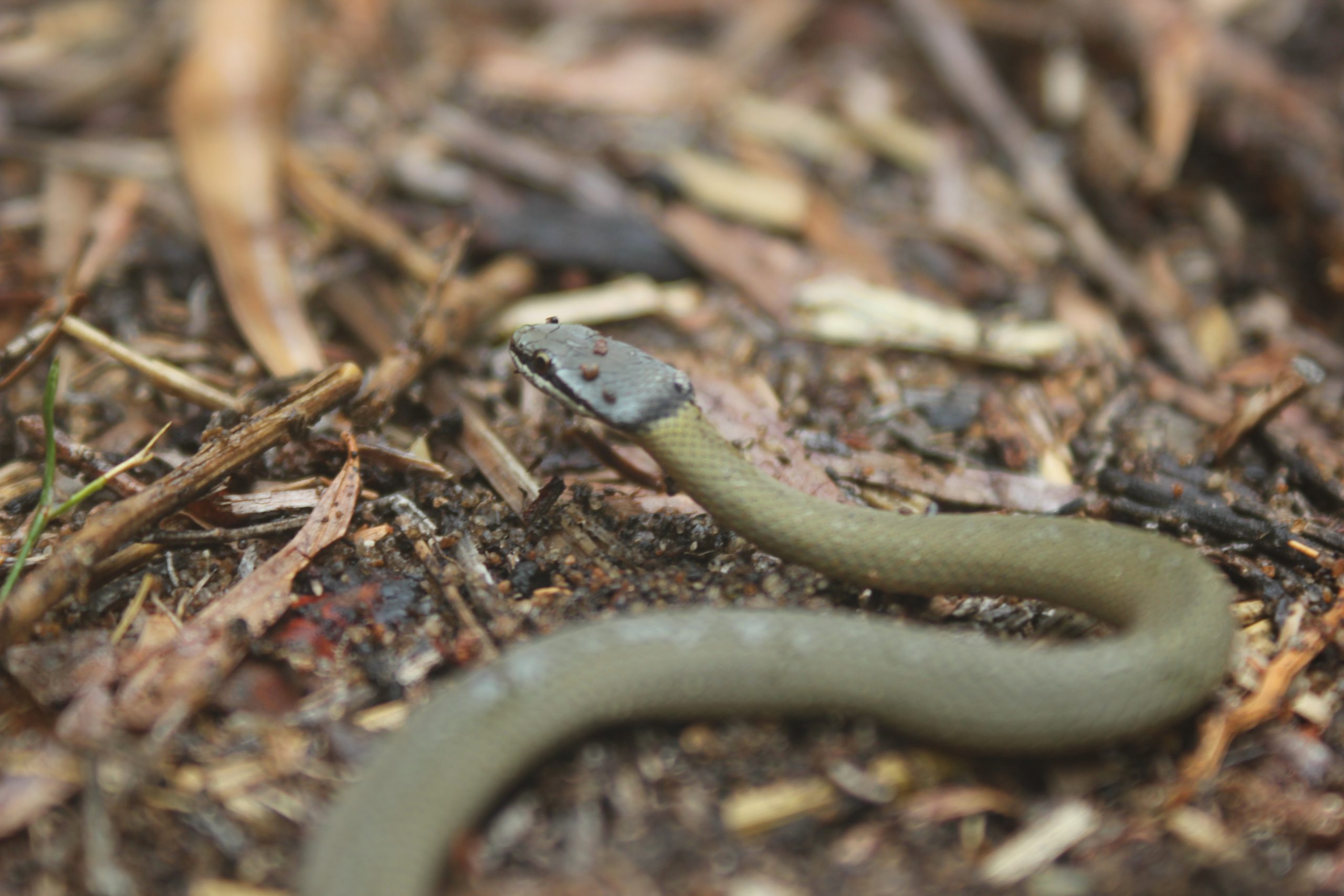 Snake Awareness Hiking in Perth - Off The Beaten Track WA