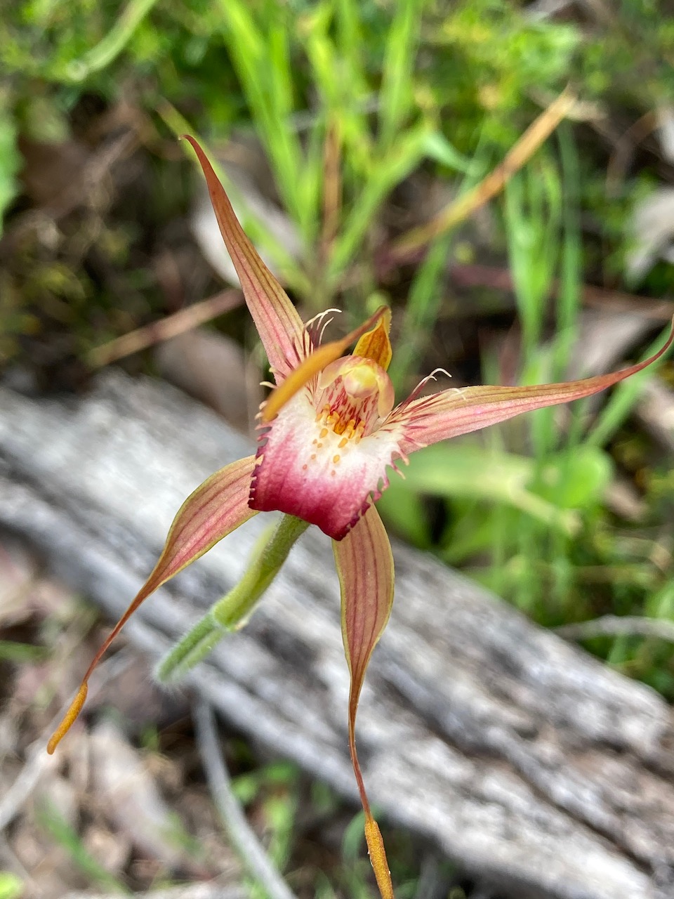 Orchids of the Margaret River region