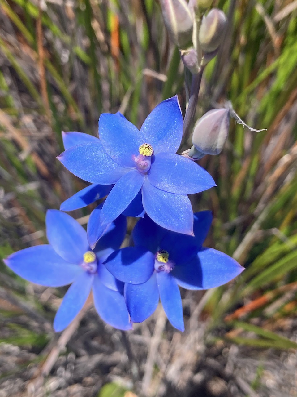 Orchids of the Margaret River region