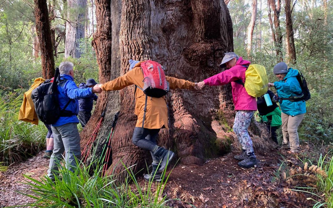 Ultimate Bibbulmun Track tour experience