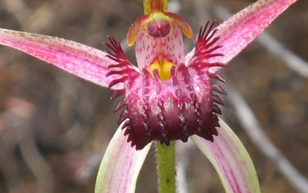 Margaret River wildflowers through the lens