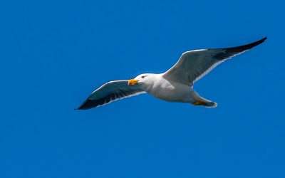 Birds of the Margaret River region