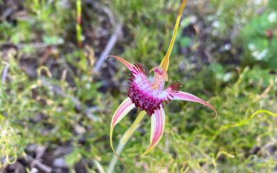 Top 10 Margaret River Region orchid hotspots