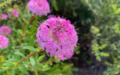 Photo special: Margaret River wildflowers