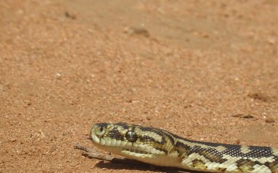 Snakes and the Cape to Cape Track