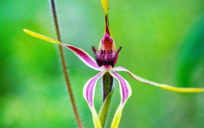 Orchids of the Cape to Cape Track