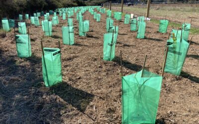Tree planting in Margaret River