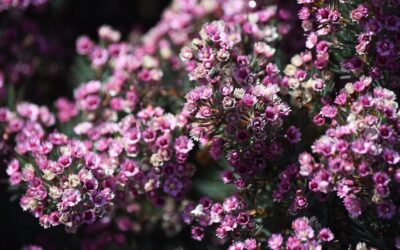 Top nature experiences in the Margaret River region