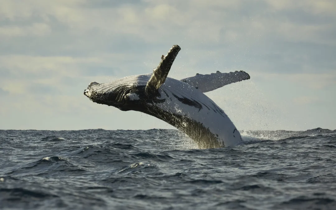 Ultimate Margaret River spring bucket list