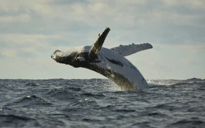 Ultimate Margaret River spring bucket list