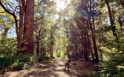 Forest to coast: Bibbulmun Track highlights tour