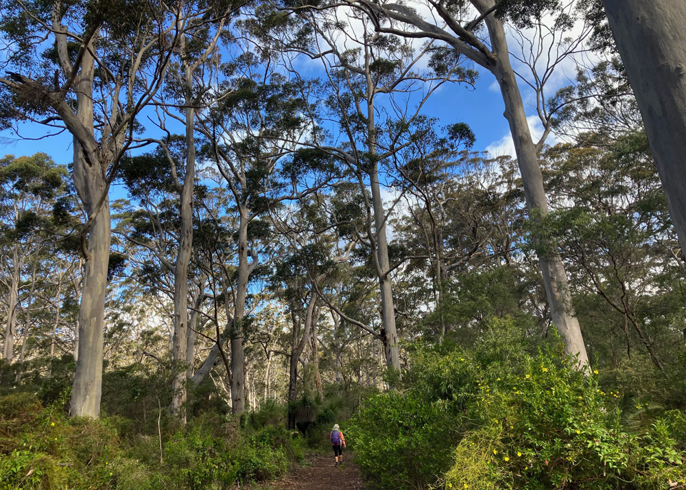 Walking among the Karri Trees Margaret River